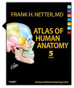 Atlas of human anatomy pdf